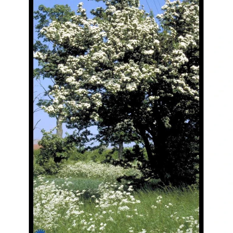 Engriflet Hvidtjørn Crataegus Monogyna Potte 12 Liter,- 100-125 Cm. 10 Engriflet Hvidtjørn Crataegus Monogyna Potte 12 Liter,- 100-125 Cm. - Billede 10