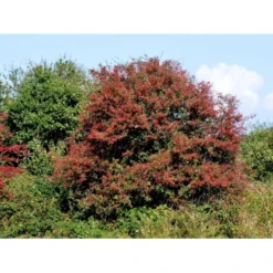 Engriflet Hvidtjørn Crataegus Monogyna Potte 12 Liter,- 100-125 Cm. 17 Engriflet Hvidtjørn Crataegus Monogyna Potte 12 Liter,- 100-125 Cm. -Osmosite Butik fi846 crataegus monogyna f279
