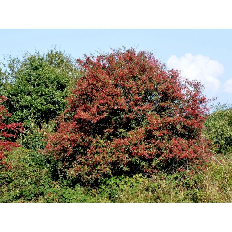 Engriflet Hvidtjørn Crataegus Monogyna Potte 12 Liter,- 100-125 Cm. 7 Engriflet Hvidtjørn Crataegus Monogyna Potte 12 Liter,- 100-125 Cm. - Billede 7