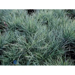 Blå Bjørnegræs 'Elijah Blue' Festuca Glauca 'Elijah Blue' 1 Liter Potte -Osmosite Butik fi8785 festuca glauca elijah blue 5926