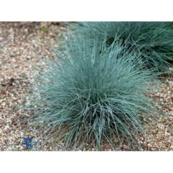 Blå Bjørnegræs 'Elijah Blue' Festuca Glauca 'Elijah Blue' 1 Liter Potte -Osmosite Butik fi8785 festuca glauca elijah blue 89ea