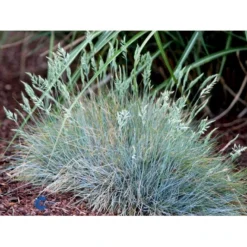 Blå Bjørnegræs 'Elijah Blue' Festuca Glauca 'Elijah Blue' 1 Liter Potte -Osmosite Butik fi8785 festuca glauca elijah blue 9555