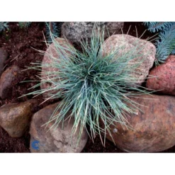 Blå Bjørnegræs 'Elijah Blue' Festuca Glauca 'Elijah Blue' 1 Liter Potte -Osmosite Butik fi8785 festuca glauca elijah blue df85