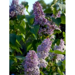 Almindelig Syren Syringa Vulgaris Solitær Busk 150-175 Cm. - Med Klump 12 Almindelig Syren Syringa Vulgaris Solitær Busk 150-175 Cm. - Med Klump -Osmosite Butik fi893 syringa vulgaris dc00