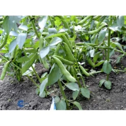 Valskbønne 'Express' Øko Vicia Faba 'Express' Frøpose, Antal Pr. Pakke, Ca. 13 Stk. -Osmosite Butik fi917 boenne valsk 12f8