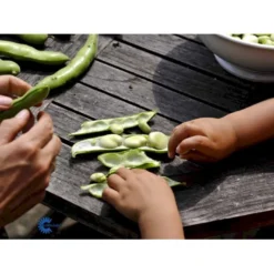 Valskbønne 'Express' Øko Vicia Faba 'Express' Frøpose, Antal Pr. Pakke, Ca. 13 Stk. -Osmosite Butik fi917 boenne valsk b39f