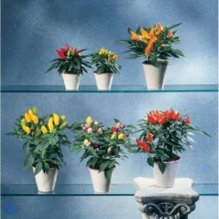 Chilipeber 'Lombardo' Capsicum Annuum 'Lombardo' Pose Med Frø Eller Løg, 5 14 Chilipeber 'Lombardo' Capsicum Annuum 'Lombardo' Pose Med Frø Eller Løg, 5 -Osmosite Butik fi918 capsicum annuum b581