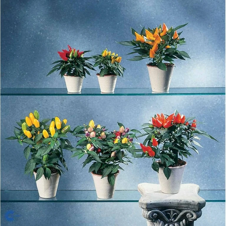 Chilipeber 'Lombardo' Capsicum Annuum 'Lombardo' Pose Med Frø Eller Løg, 5 7 Chilipeber 'Lombardo' Capsicum Annuum 'Lombardo' Pose Med Frø Eller Løg, 5 - Billede 7