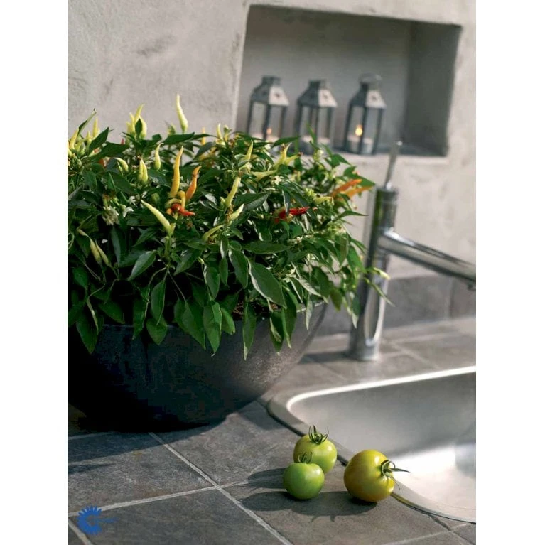 Chilipeber 'Lombardo' Capsicum Annuum 'Lombardo' Pose Med Frø Eller Løg, 5 2 Chilipeber 'Lombardo' Capsicum Annuum 'Lombardo' Pose Med Frø Eller Løg, 5 - Billede 2