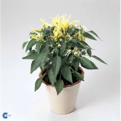 Chilipeber 'Lombardo' Capsicum Annuum 'Lombardo' Pose Med Frø Eller Løg, 5 12 Chilipeber 'Lombardo' Capsicum Annuum 'Lombardo' Pose Med Frø Eller Løg, 5 -Osmosite Butik fi918 capsicum annuum e77b