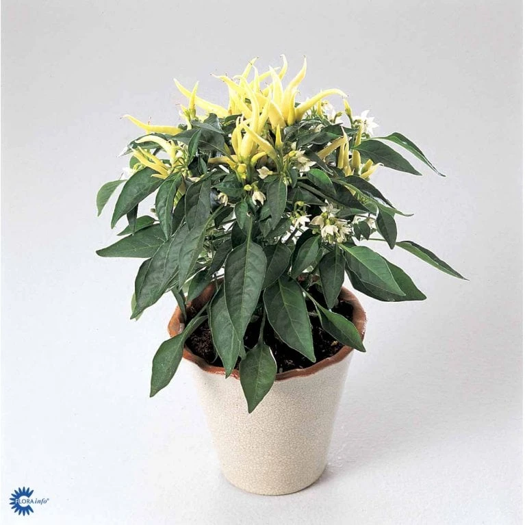 Chilipeber 'Lombardo' Capsicum Annuum 'Lombardo' Pose Med Frø Eller Løg, 5 5 Chilipeber 'Lombardo' Capsicum Annuum 'Lombardo' Pose Med Frø Eller Løg, 5 - Billede 5