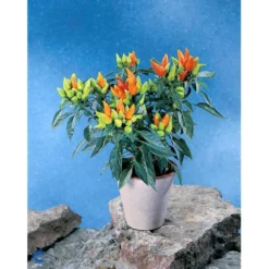 Chilipeber 'Lombardo' Capsicum Annuum 'Lombardo' Pose Med Frø Eller Løg, 5 15 Chilipeber 'Lombardo' Capsicum Annuum 'Lombardo' Pose Med Frø Eller Løg, 5 -Osmosite Butik fi918 capsicum annuum ea69