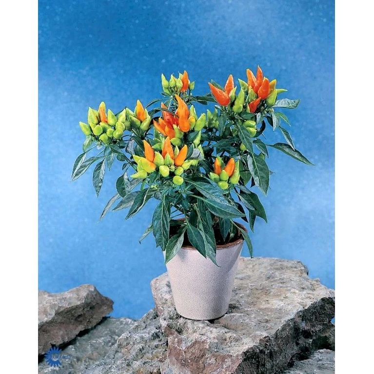 Chilipeber 'Lombardo' Capsicum Annuum 'Lombardo' Pose Med Frø Eller Løg, 5 8 Chilipeber 'Lombardo' Capsicum Annuum 'Lombardo' Pose Med Frø Eller Løg, 5 - Billede 8