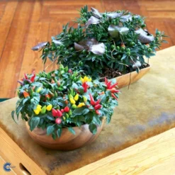 Chilipeber 'Lombardo' Capsicum Annuum 'Lombardo' Pose Med Frø Eller Løg, 5 11 Chilipeber 'Lombardo' Capsicum Annuum 'Lombardo' Pose Med Frø Eller Løg, 5 -Osmosite Butik fi918 capsicum annuum f2f9