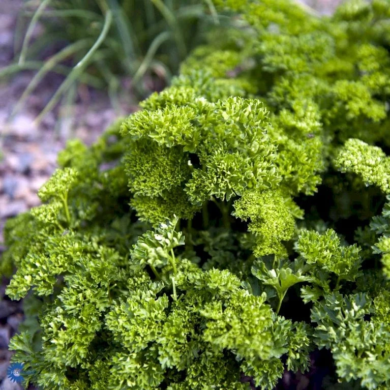 Rodpersille 'Halblange' Petroselinum Crispum 'Halblange' Pose Med Frø Eller Løg, 100 2 Rodpersille 'Halblange' Petroselinum Crispum 'Halblange' Pose Med Frø Eller Løg, 100 - Billede 2