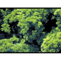 Rodpersille 'Halblange' Petroselinum Crispum 'Halblange' Pose Med Frø Eller Løg, 100 9 Rodpersille 'Halblange' Petroselinum Crispum 'Halblange' Pose Med Frø Eller Løg, 100 -Osmosite Butik fi957 petroselinum crispum 42d2