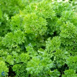 Kruspersille 'Grüne Perle' Øko Petroselinum Crispum 'Grüne Perle' Frøpose, Antal Pr. Pakke, Ca. 120 Stk. -Osmosite Butik fi957 petroselinum crispum d67c 1