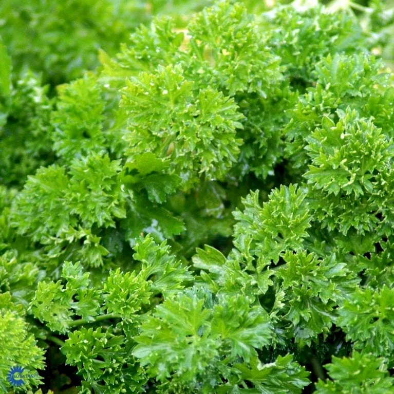 Rodpersille 'Halblange' Petroselinum Crispum 'Halblange' Pose Med Frø Eller Løg, 100 4 Rodpersille 'Halblange' Petroselinum Crispum 'Halblange' Pose Med Frø Eller Løg, 100 - Billede 4