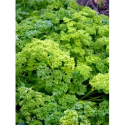 Kruspersille 'Grüne Perle' Øko Petroselinum Crispum 'Grüne Perle' Frøpose, Antal Pr. Pakke, Ca. 120 Stk. -Osmosite Butik fi957 petroselinum crispum f1e2 1