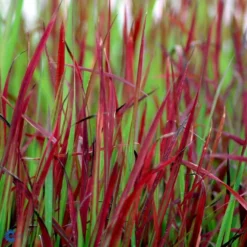 Japansk Blodgræs 'Red Baron' Imperata Cylindrica 'Red Baron' 1 Liter Potte 19 Japansk Blodgræs 'Red Baron' Imperata Cylindrica 'Red Baron' 1 Liter Potte -Osmosite Butik fi9832 imperata cylindrica red baron 5c35