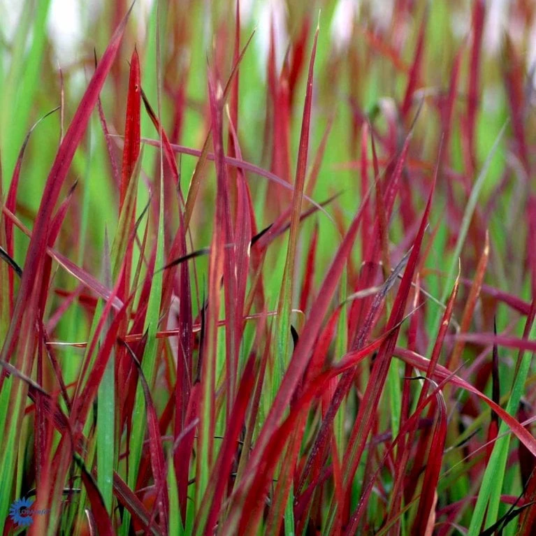 Japansk Blodgræs 'Red Baron' Imperata Cylindrica 'Red Baron' 1 Liter Potte 9 Japansk Blodgræs 'Red Baron' Imperata Cylindrica 'Red Baron' 1 Liter Potte - Billede 9