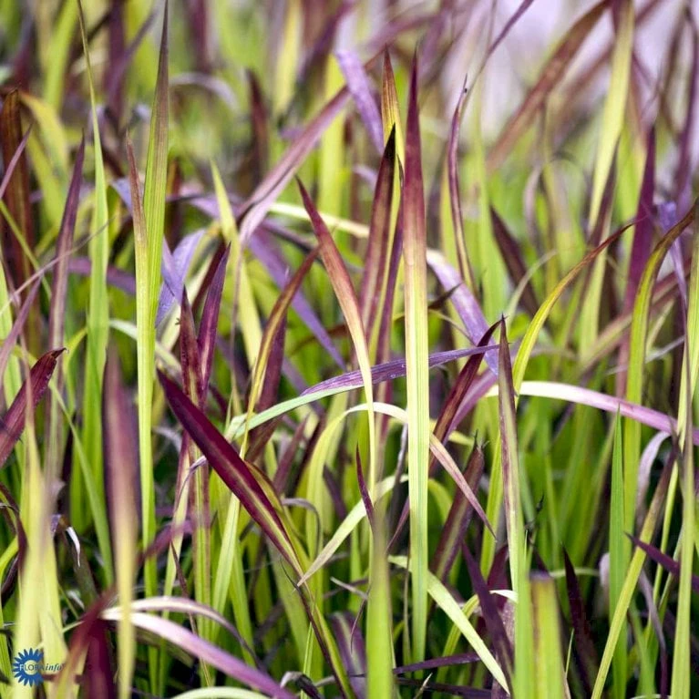 Japansk Blodgræs 'Red Baron' Imperata Cylindrica 'Red Baron' 1 Liter Potte 8 Japansk Blodgræs 'Red Baron' Imperata Cylindrica 'Red Baron' 1 Liter Potte - Billede 8