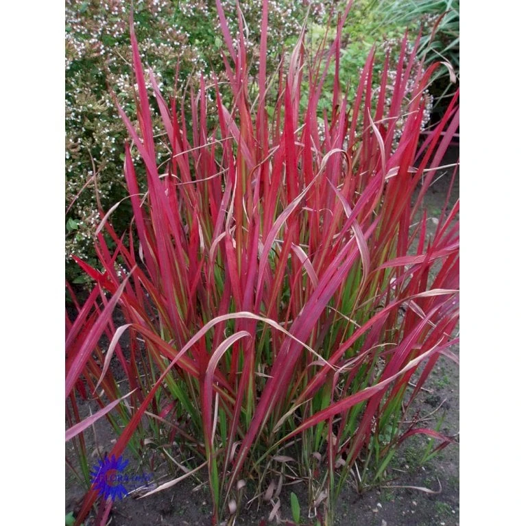 Japansk Blodgræs 'Red Baron' Imperata Cylindrica 'Red Baron' 1 Liter Potte 7 Japansk Blodgræs 'Red Baron' Imperata Cylindrica 'Red Baron' 1 Liter Potte - Billede 7