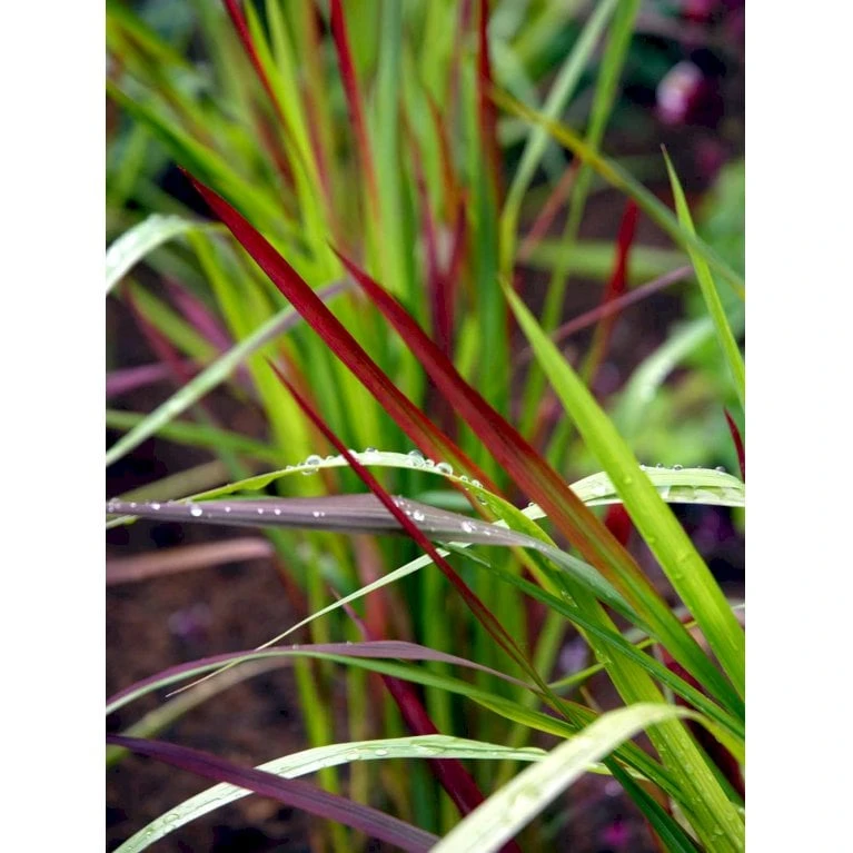 Japansk Blodgræs 'Red Baron' Imperata Cylindrica 'Red Baron' 1 Liter Potte 11 Japansk Blodgræs 'Red Baron' Imperata Cylindrica 'Red Baron' 1 Liter Potte - Billede 11
