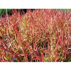 Japansk Blodgræs 'Red Baron' Imperata Cylindrica 'Red Baron' 1 Liter Potte 20 Japansk Blodgræs 'Red Baron' Imperata Cylindrica 'Red Baron' 1 Liter Potte -Osmosite Butik fi9832 imperata cylindrica red baron a147