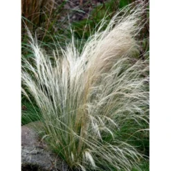 Hejregræs Stipa Tenuissima Bakke Med 12 Stk. 8 Hejregræs Stipa Tenuissima Bakke Med 12 Stk. -Osmosite Butik mi10089 stipa tenuissima 03d7
