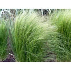 Hejregræs Stipa Tenuissima Bakke Med 12 Stk. 9 Hejregræs Stipa Tenuissima Bakke Med 12 Stk. -Osmosite Butik mi10089 stipa tenuissima 48d4