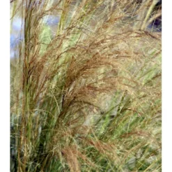 Hejregræs Stipa Tenuissima Bakke Med 12 Stk. 7 Hejregræs Stipa Tenuissima Bakke Med 12 Stk. -Osmosite Butik mi10089 stipa tenuissima 9c3b