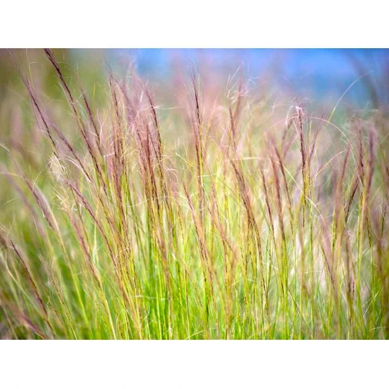 Hejregræs Stipa Tenuissima Bakke Med 12 Stk. 2 Hejregræs Stipa Tenuissima Bakke Med 12 Stk. - Billede 2