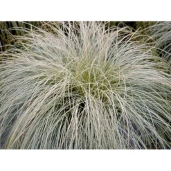 Star 'Frosted Curls' Carex Comans 'Frosted Curls' Potte 2 Liter. 5 Star 'Frosted Curls' Carex Comans 'Frosted Curls' Potte 2 Liter. -Osmosite Butik mi10938 carex comans frosted curls 5017