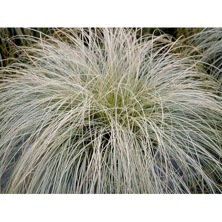 Star 'Frosted Curls' Carex Comans 'Frosted Curls' Potte 2 Liter. 3 Star 'Frosted Curls' Carex Comans 'Frosted Curls' Potte 2 Liter. - Billede 3