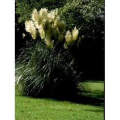 Pampasgræs Cortaderia Selloana 5 Liter Potte 7 Pampasgræs Cortaderia Selloana 5 Liter Potte -Osmosite Butik mi11123 cortaderia selloana d9ae
