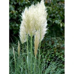 Pampasgræs Cortaderia Selloana 5 Liter Potte 6 Pampasgræs Cortaderia Selloana 5 Liter Potte -Osmosite Butik mi11123 cortaderia selloana e346