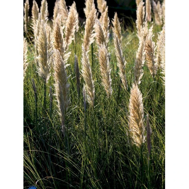 Pampasgræs Cortaderia Selloana 'Evita' 3 Liter Potte 2 Pampasgræs Cortaderia Selloana 'Evita' 3 Liter Potte - Billede 2