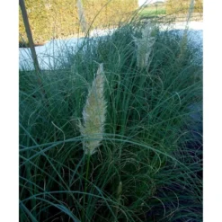 Lav Pampasgræs 'Pumila' Cortaderia Sellona 'Pumila' Potte 2 Liter. 9 Lav Pampasgræs 'Pumila' Cortaderia Sellona 'Pumila' Potte 2 Liter. -Osmosite Butik mi11127 cortaderia selloana pumila 5f25