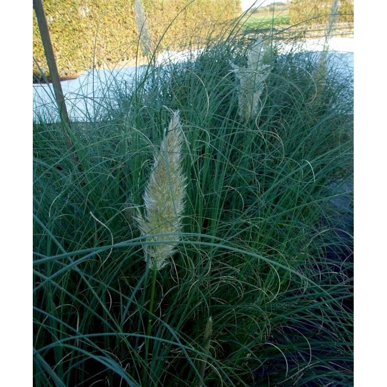 Lav Pampasgræs 'Pumila' Cortaderia Sellona 'Pumila' Potte 2 Liter. 5 Lav Pampasgræs 'Pumila' Cortaderia Sellona 'Pumila' Potte 2 Liter. - Billede 5
