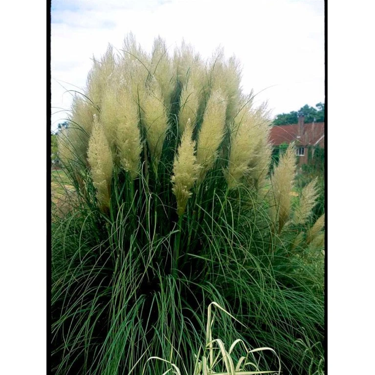 Lav Pampasgræs 'Pumila' Cortaderia Sellona 'Pumila' Potte 2 Liter. 4 Lav Pampasgræs 'Pumila' Cortaderia Sellona 'Pumila' Potte 2 Liter. - Billede 4