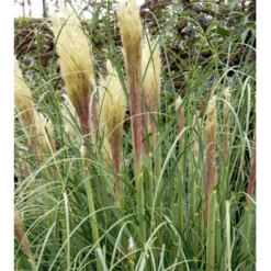 Lav Pampasgræs 'Pumila' Cortaderia Sellona 'Pumila' Potte 2 Liter. 7 Lav Pampasgræs 'Pumila' Cortaderia Sellona 'Pumila' Potte 2 Liter. -Osmosite Butik mi11127 cortaderia selloana pumila eb38