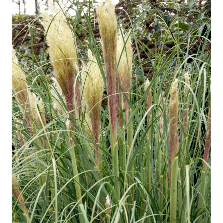 Lav Pampasgræs 'Pumila' Cortaderia Sellona 'Pumila' Potte 2 Liter. 3 Lav Pampasgræs 'Pumila' Cortaderia Sellona 'Pumila' Potte 2 Liter. - Billede 3