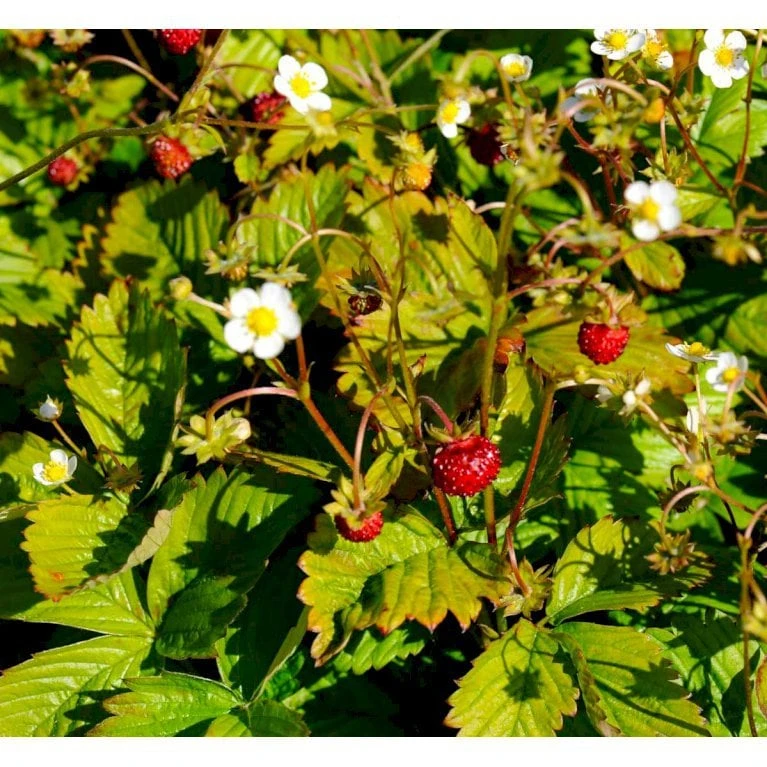 Skovjordbær Fragaria Vesca 10 Cm. Potte 1 Skovjordbær Fragaria Vesca 10 Cm. Potte