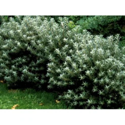 Havtorn 'Hikul' (han) Hippophae Rhamnoides 'Hikul' (han) Potte 4,0 Liter,- 50-60 Cm. 7 Havtorn 'Hikul' (han) Hippophae Rhamnoides 'Hikul' (han) Potte 4,0 Liter,- 50-60 Cm. -Osmosite Butik mi1217 hippophae rhamnoides hikul c6de