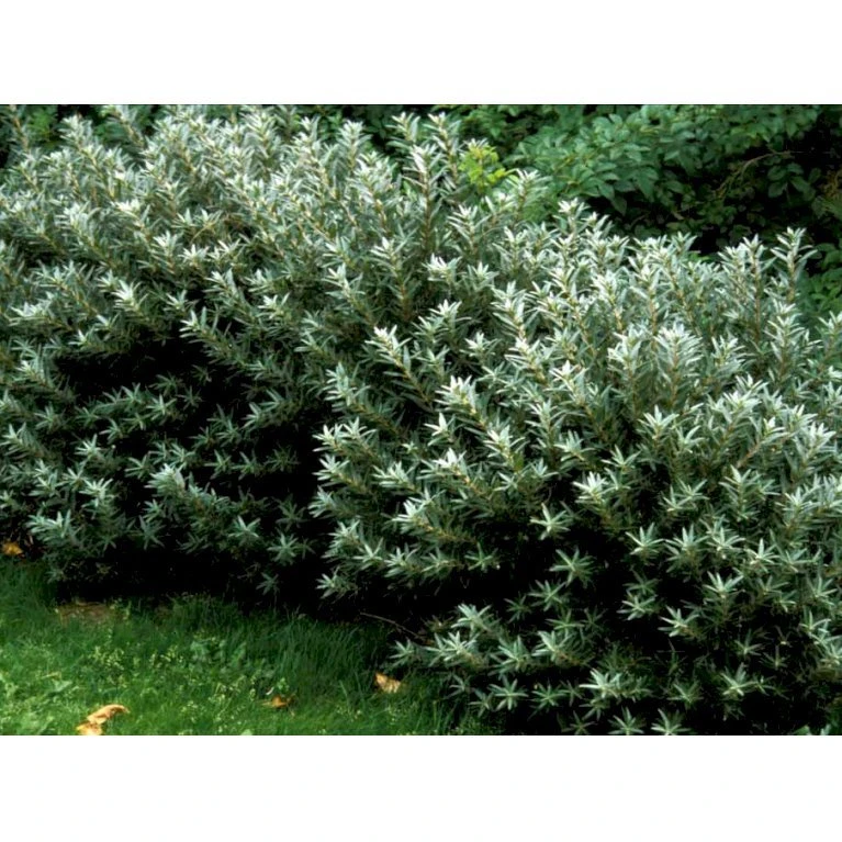 Havtorn 'Hikul' (han) Hippophae Rhamnoides 'Hikul' (han) Potte 4,0 Liter,- 50-60 Cm. 4 Havtorn 'Hikul' (han) Hippophae Rhamnoides 'Hikul' (han) Potte 4,0 Liter,- 50-60 Cm. - Billede 4