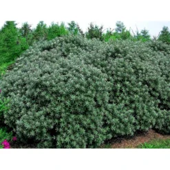 Havtorn 'Hikul' (han) Hippophae Rhamnoides 'Hikul' (han) Potte 4,0 Liter,- 50-60 Cm. 6 Havtorn 'Hikul' (han) Hippophae Rhamnoides 'Hikul' (han) Potte 4,0 Liter,- 50-60 Cm. -Osmosite Butik mi1217 hippophae rhamnoides hikul ff88