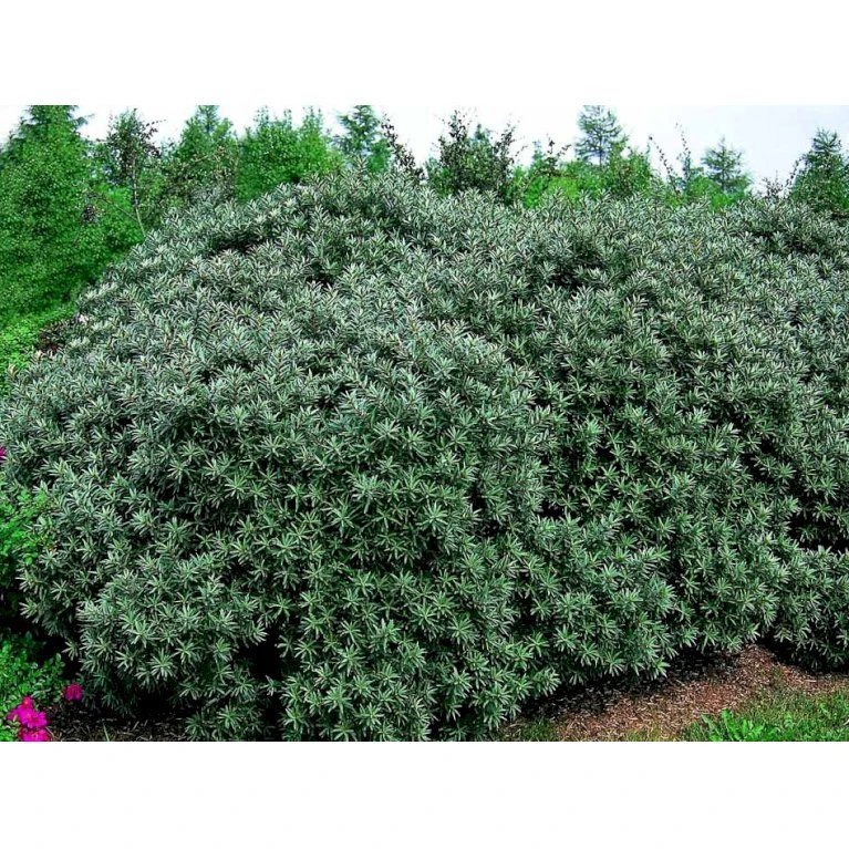 Havtorn 'Hikul' (han) Hippophae Rhamnoides 'Hikul' (han) Potte 4,0 Liter,- 50-60 Cm. 3 Havtorn 'Hikul' (han) Hippophae Rhamnoides 'Hikul' (han) Potte 4,0 Liter,- 50-60 Cm. - Billede 3