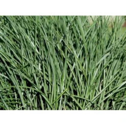 Elefantgræs 'Grosse Fontäne' Miscanthus Sinenensis 'Grosse Fontäne' 3,0 Liter Potte 5 Elefantgræs 'Grosse Fontäne' Miscanthus Sinenensis 'Grosse Fontäne' 3,0 Liter Potte -Osmosite Butik mi12746 miscanthus sinensis grosse fontaeine 3ec2