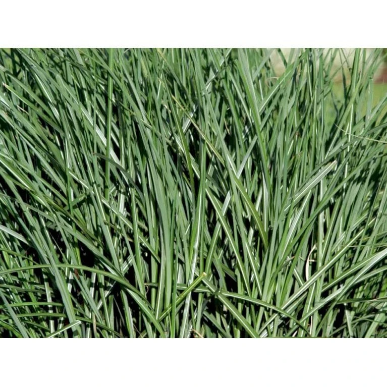 Elefantgræs 'Grosse Fontäne' Miscanthus Sinenensis 'Grosse Fontäne' 3,0 Liter Potte 3 Elefantgræs 'Grosse Fontäne' Miscanthus Sinenensis 'Grosse Fontäne' 3,0 Liter Potte - Billede 3